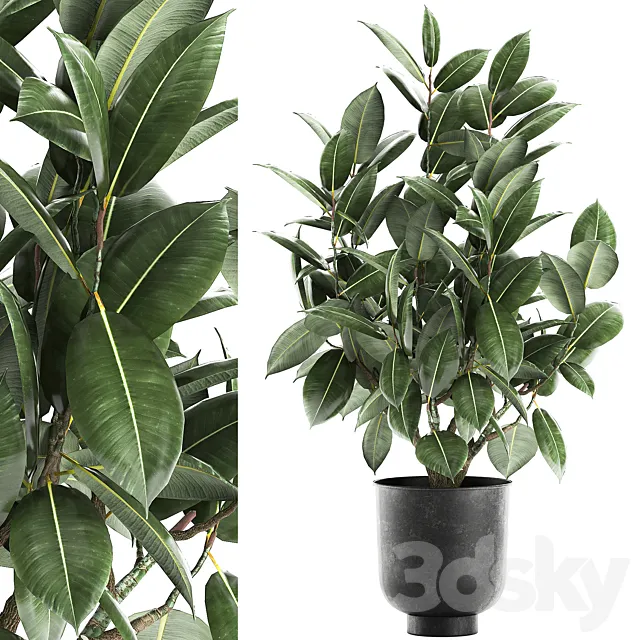 Decorative lush small tree with leaves in a black pot Ficus rubberiferous. robusta. elastic . 852. 3DSMax File