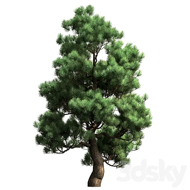 Decorative pine v2 3ds Max