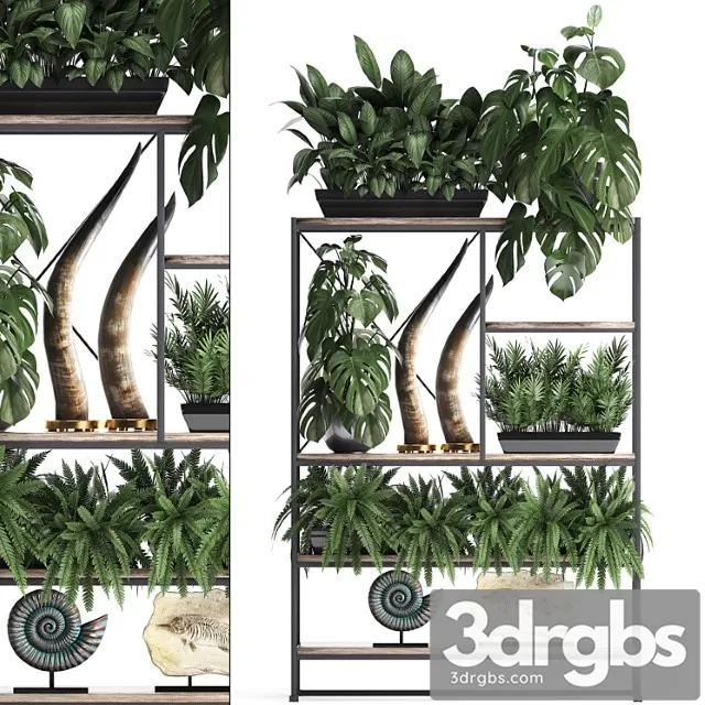 Decorative set modern wooden shelf with flowers in pots with monstera fern tusk ammonite statuette. 10 3dsmax Download