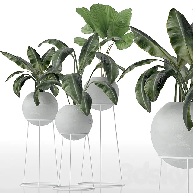 Decorative set of plants 3DSMax File