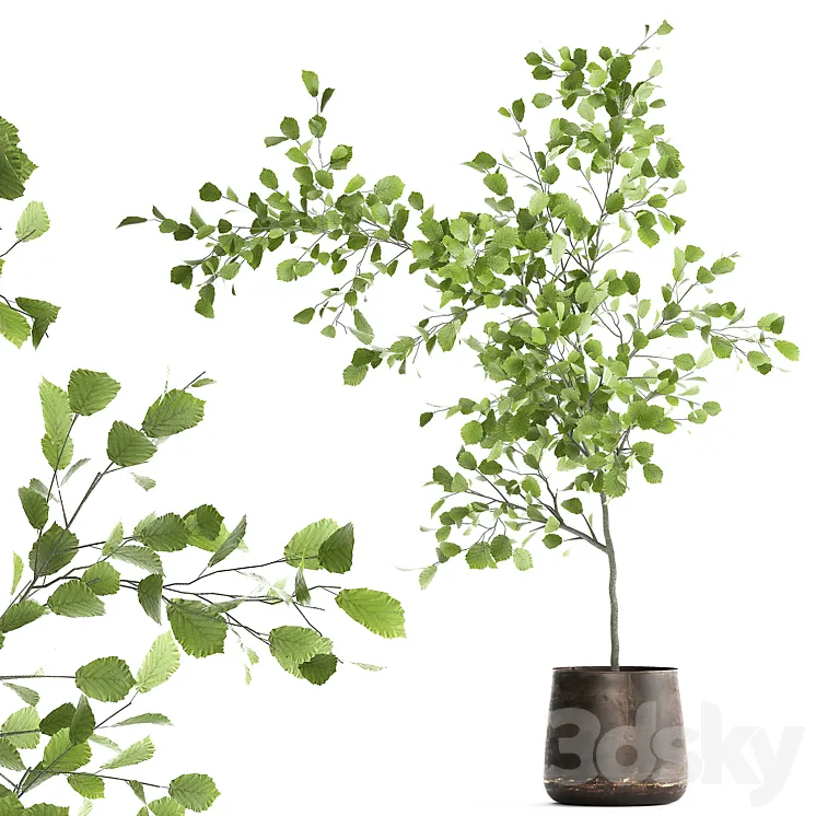 Decorative small Linden tree Hazel in a rusty metal pot. Set 953. 3DS Max