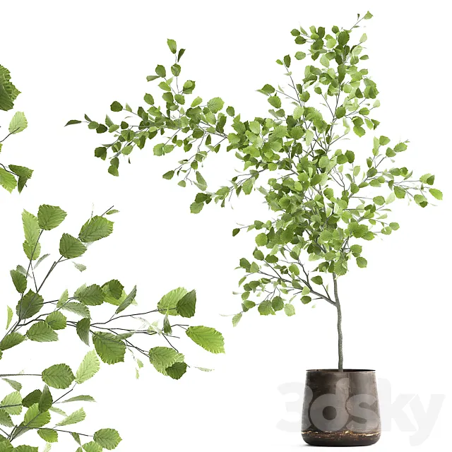 Decorative small Linden tree. Hazel in a rusty metal pot. Set 953. 3DSMax File