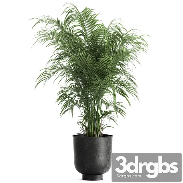 Decorative Small Lush Palm Tree in a Black Metal Pot Howea Forsteriana Kentia 900 3dsmax Download