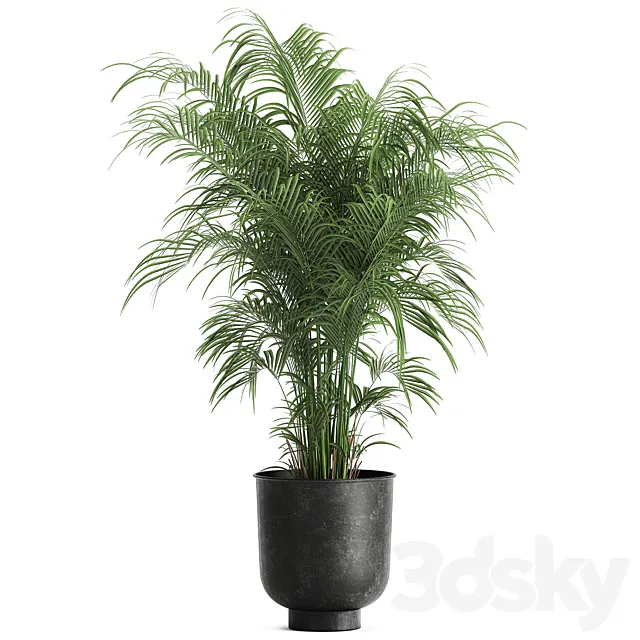 Decorative small lush palm tree in a black metal pot Howea forsteriana  kentia. 900. 3DS Max Model