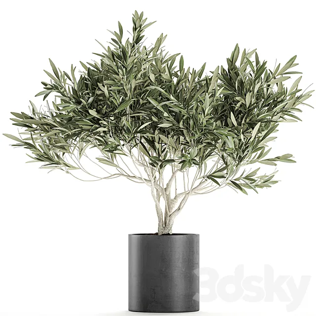 Decorative small olive tree in a black concrete pot. topiary. Set 732. 3DSMax File