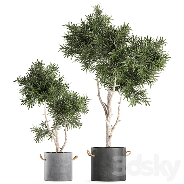 Decorative small tree in a black concrete pot. topiary. Set 741. 3DSMax File