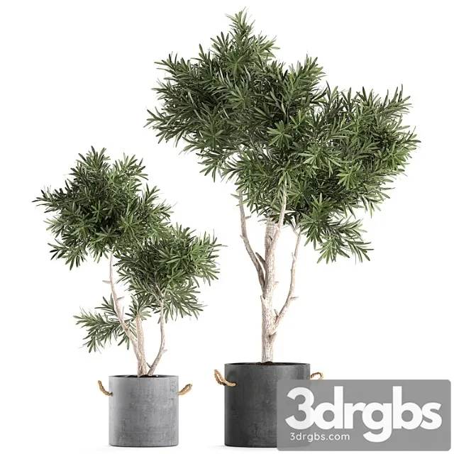 Decorative small tree in a black concrete pot, topiary. set 741.