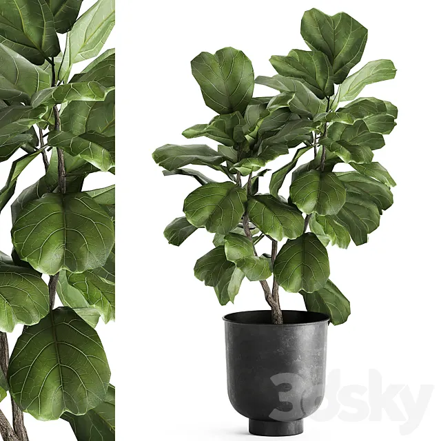 Decorative small tree in a black metal pot with Ficus lyrata. 878. 3ds Max