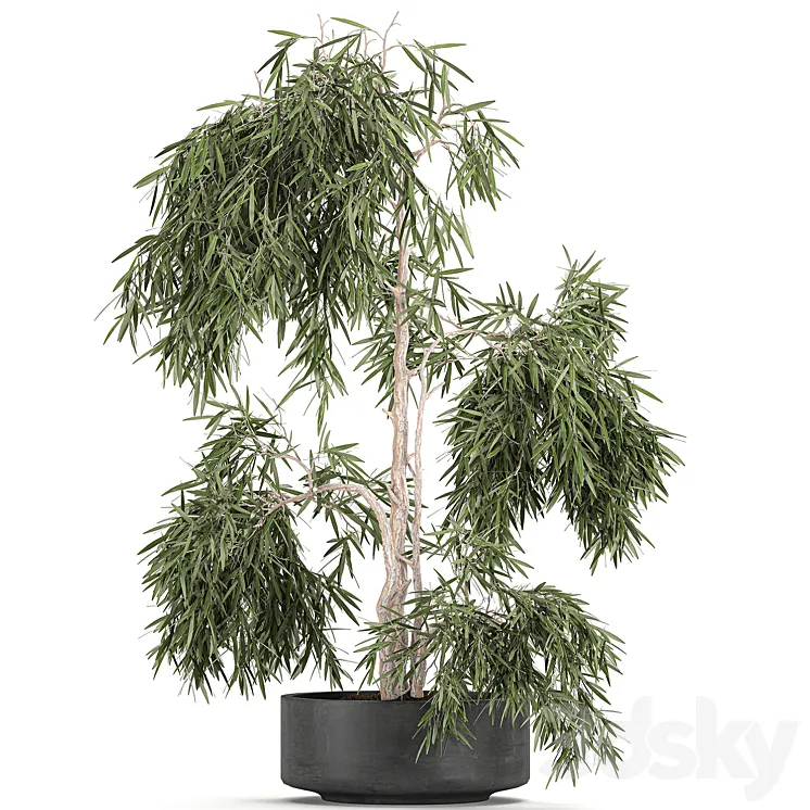 Decorative small weeping olive tree in a black concrete pot topiary. Set 733. 3DS Max