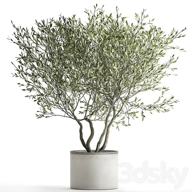 Decorative tree small Olive topiary in a white pot and flowerpot.  970. 3DS Max Model