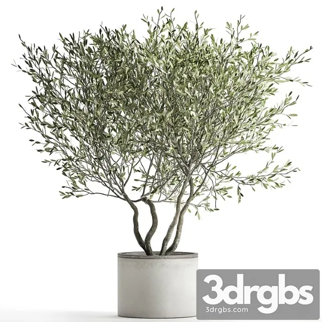 Decorative tree small olive topiary in a white pot and flowerpot. 970.