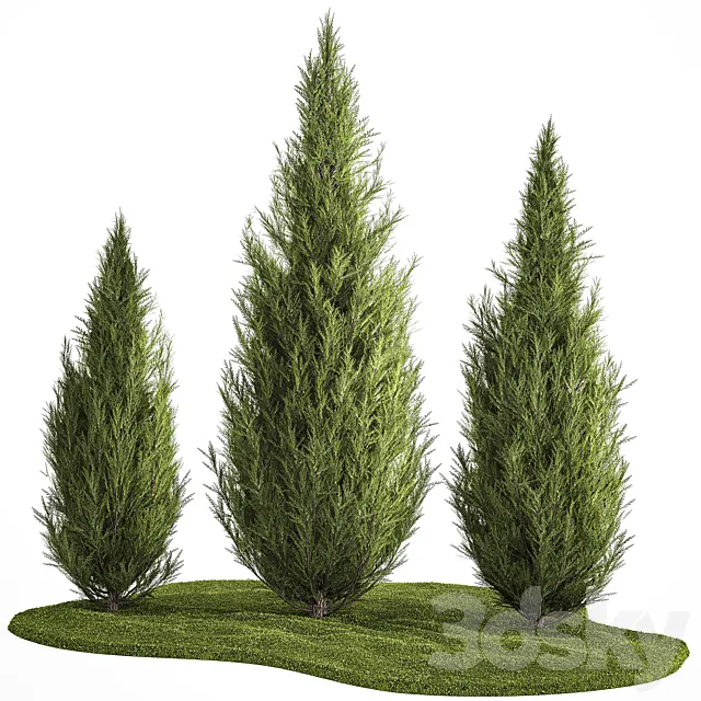 Decorative trees for garden and landscaping thuja cypress. Set 1159. 3ds Max