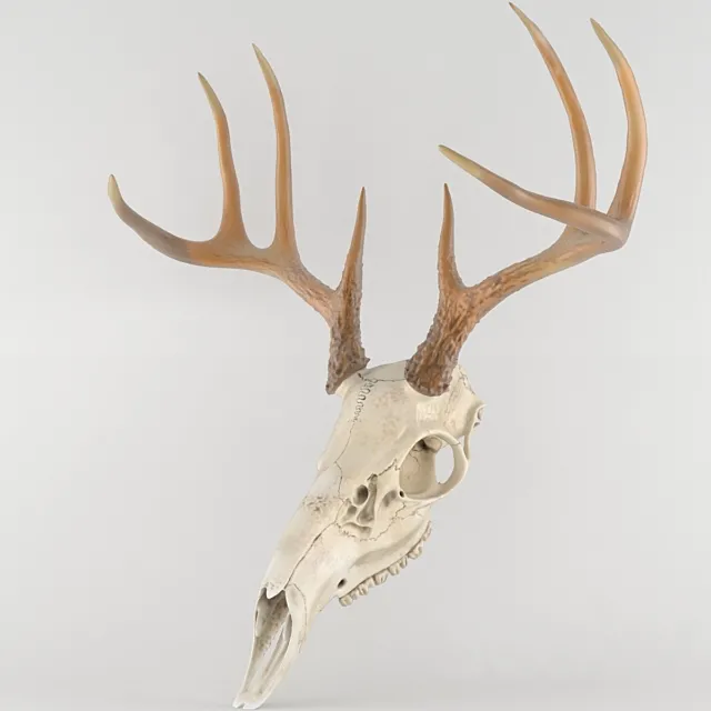 Deer deer skull scull 3DS Max Model