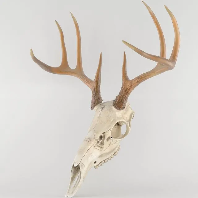 Deer deer skull skull 3dsMax Model