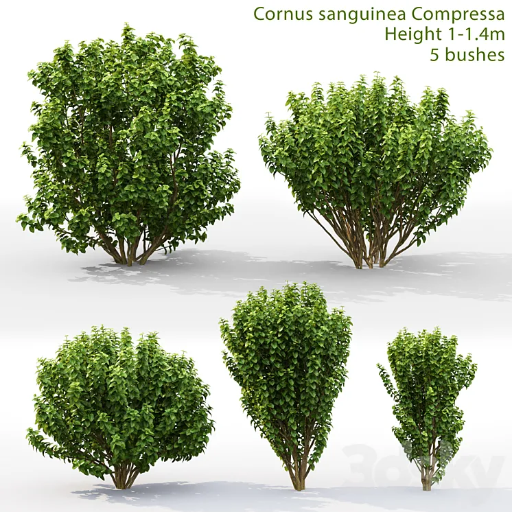 Derain Compress | Cornus sanguinea Compressa # 1 3DS Max