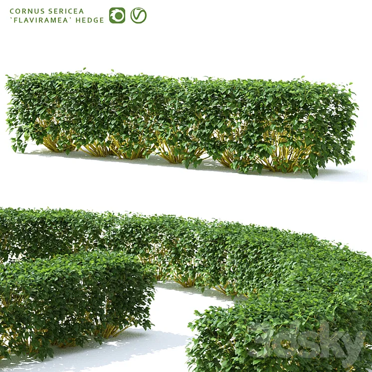 Derain hedge | Cornus sericea `Flaviramea` 3DS Max