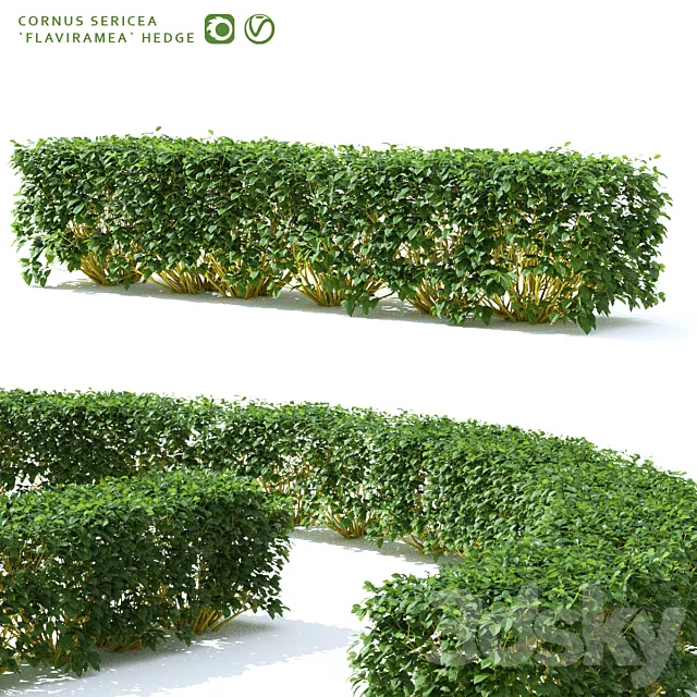 Derain hedge | Cornus sericea `Flaviramea` 3dsMax Model