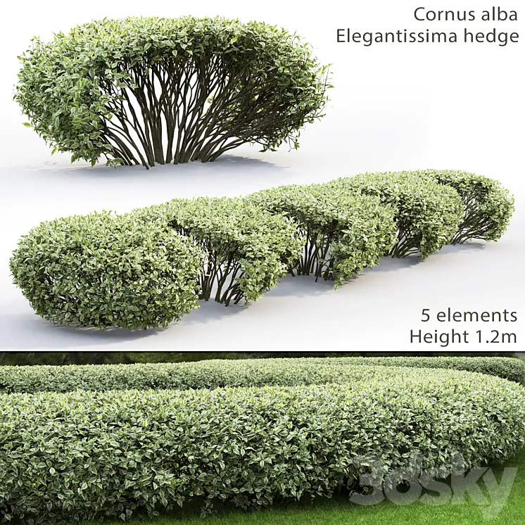 Derain white Elegantissima | Cornus Alba Elegantissima hedge # 1 3DS Max