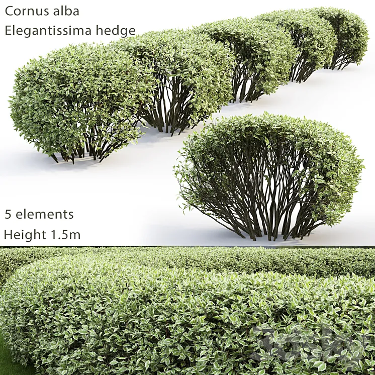 Derain white Elegantissima | Cornus Alba Elegantissima hedge # 2 3DS Max