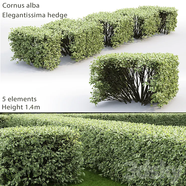 Derain white Elegantissima | Cornus Alba Elegantissima hedge # 3 3DS Max