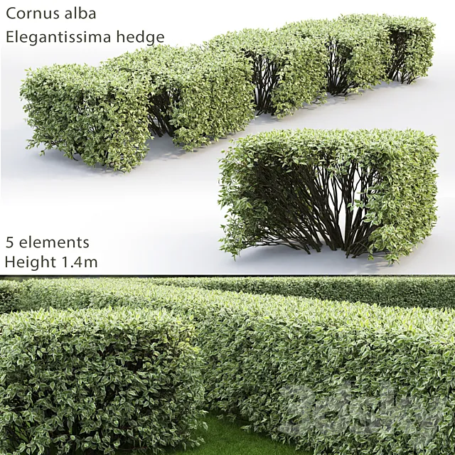 Derain white Elegantissima | Cornus Alba Elegantissima hedge # 3 3DSMax File