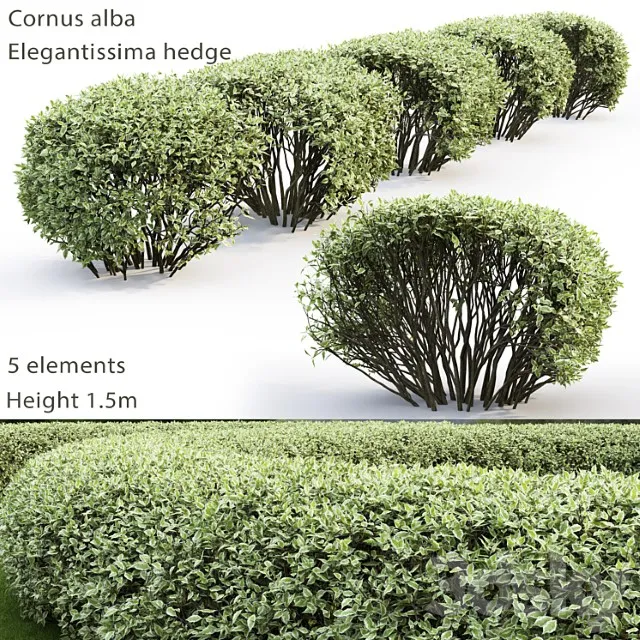 Deren Belyi Elegantissima Cornus Alba Elegantissima Hedge 2 3dsmax Download