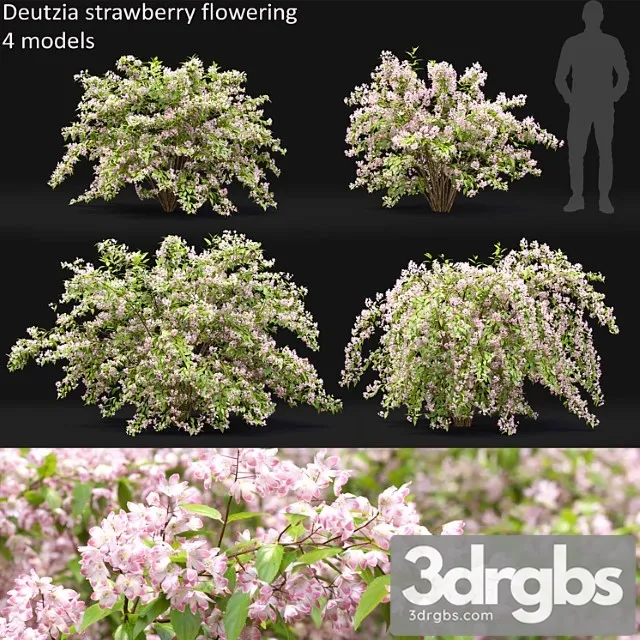 Deutzia strawberry