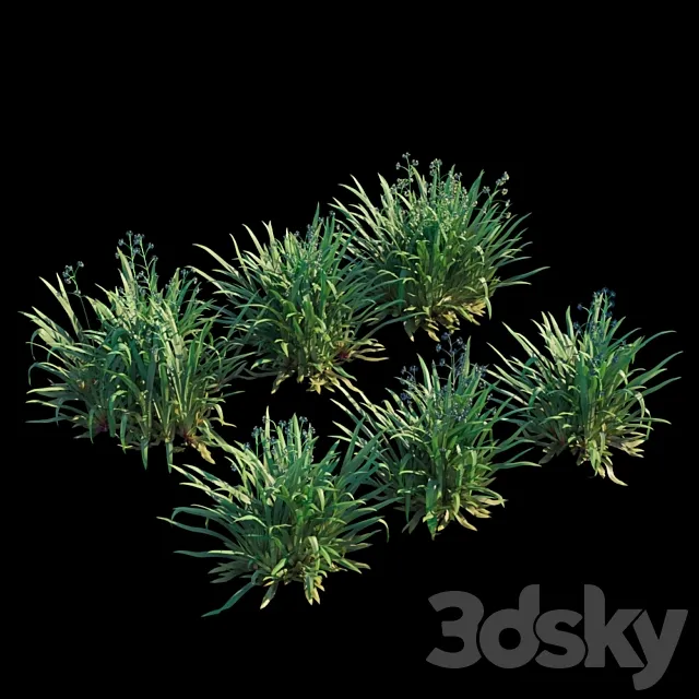 Dianella caerulea 3ds Max