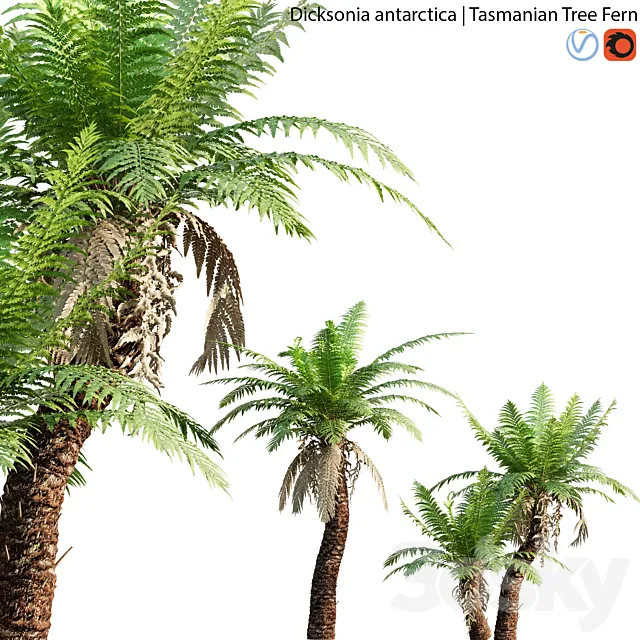 Dicksonia antarctica – Tasmanian Tree Fern – 01 3ds Max