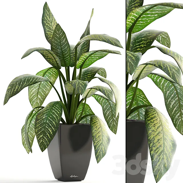 Dieffenbachia pot flowerpot interior plant bush 3ds Max