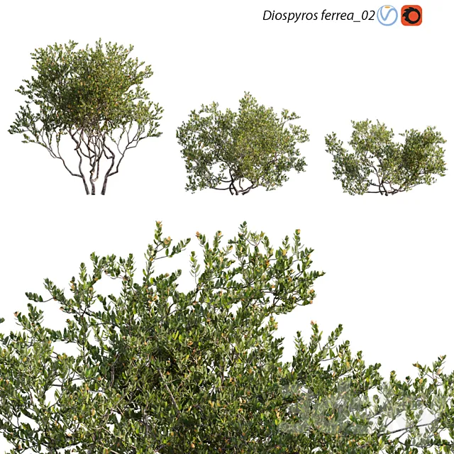 Diospyros ferrea_02 3ds Max