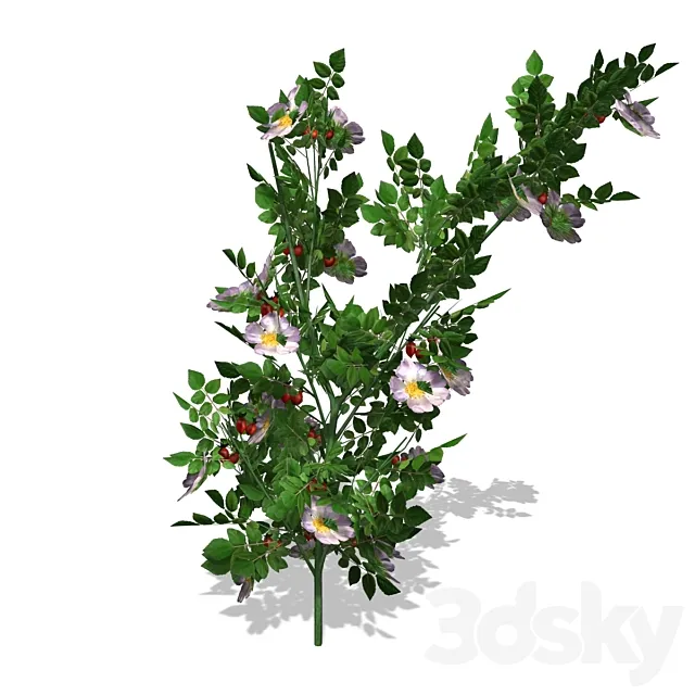 Dog Rose – DogRose – 00018 3DS Max Model