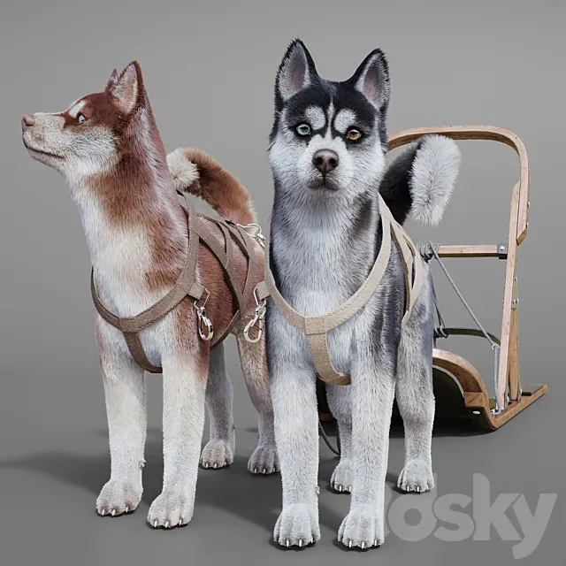 Dog team: Huskies sled pulka. 3DS Max Model