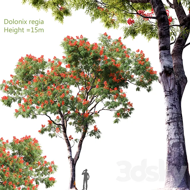 Dolonix regia | Height = 15m # 4 3DS Max Model