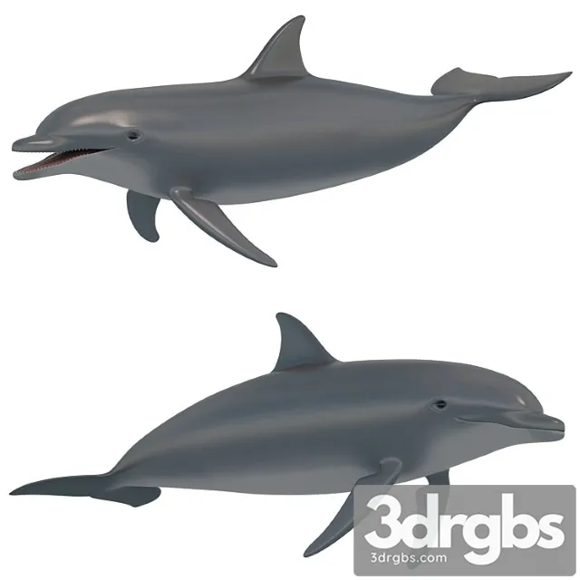 Dolphin bottlenose dolphin