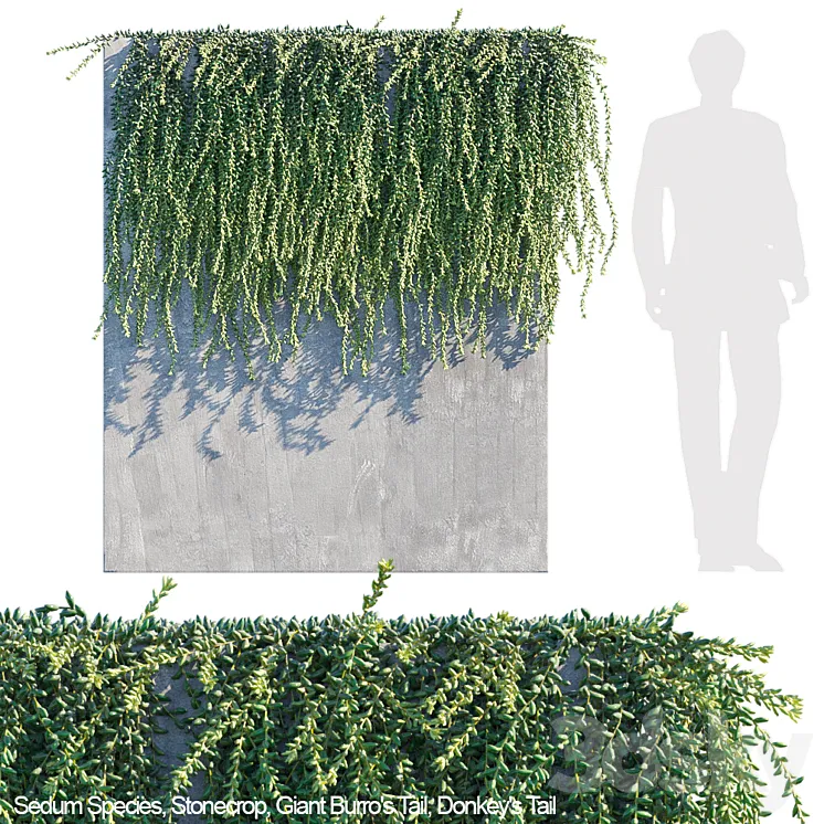 Donkey tail | Burro tail succulent creeper 3DS Max
