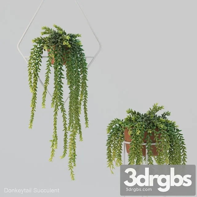 Donleytail Burrostail Succulent Hanging 3dsmax Download
