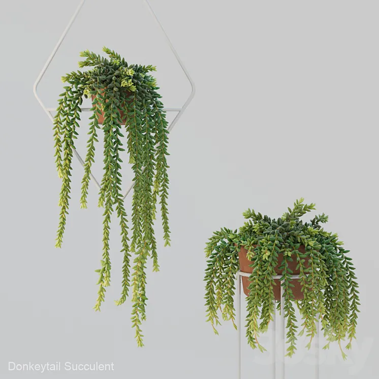 Donleytail | Burrostail succulent hanging 3DS Max