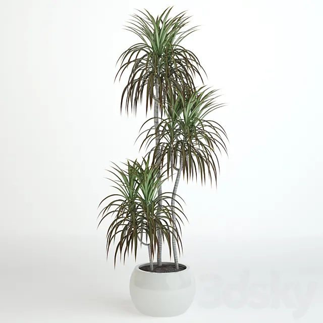 Dracaena 1060 mm 3ds Max