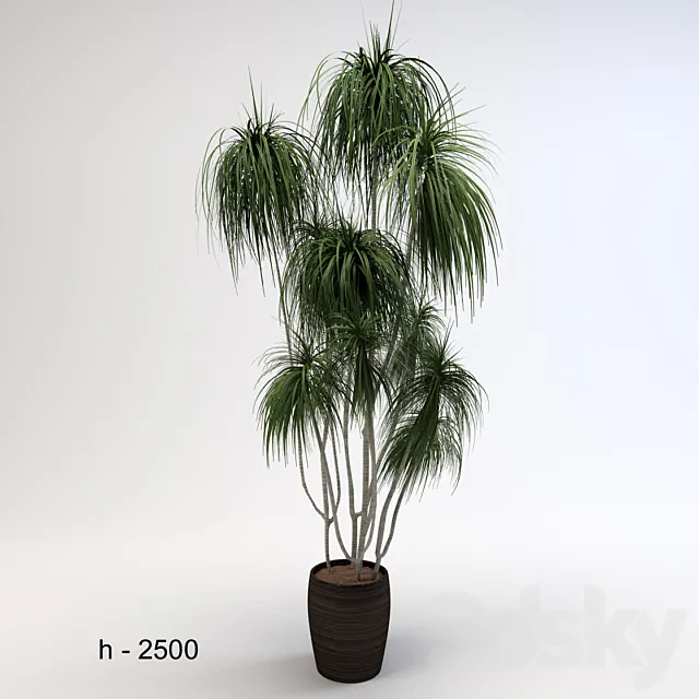 Dracaena 3ds Max