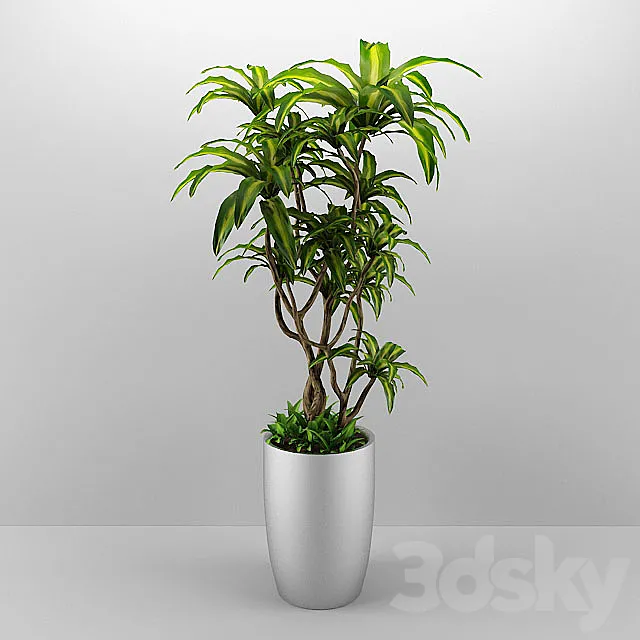 dracaena 3ds Max