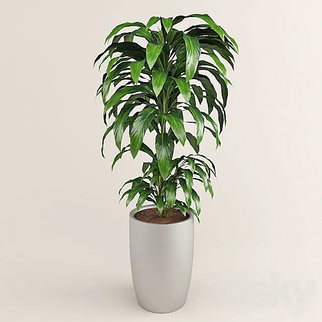 dracaena 3DS Max Model