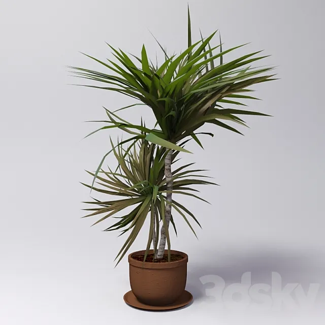 Dracaena 3DS Max Model