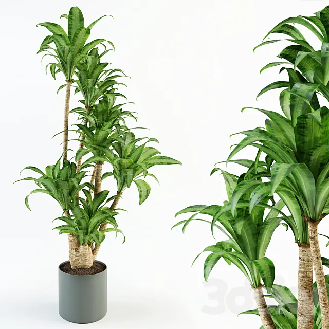 Dracaena 3DS Max Model