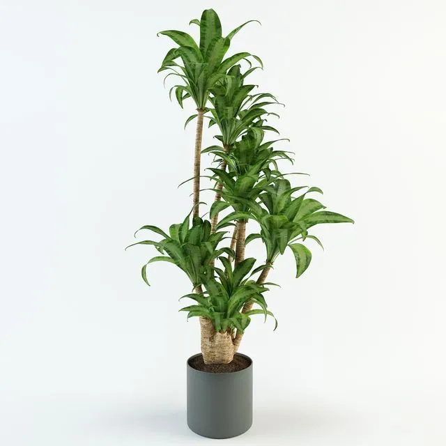 Dracaena 3dsMax Model