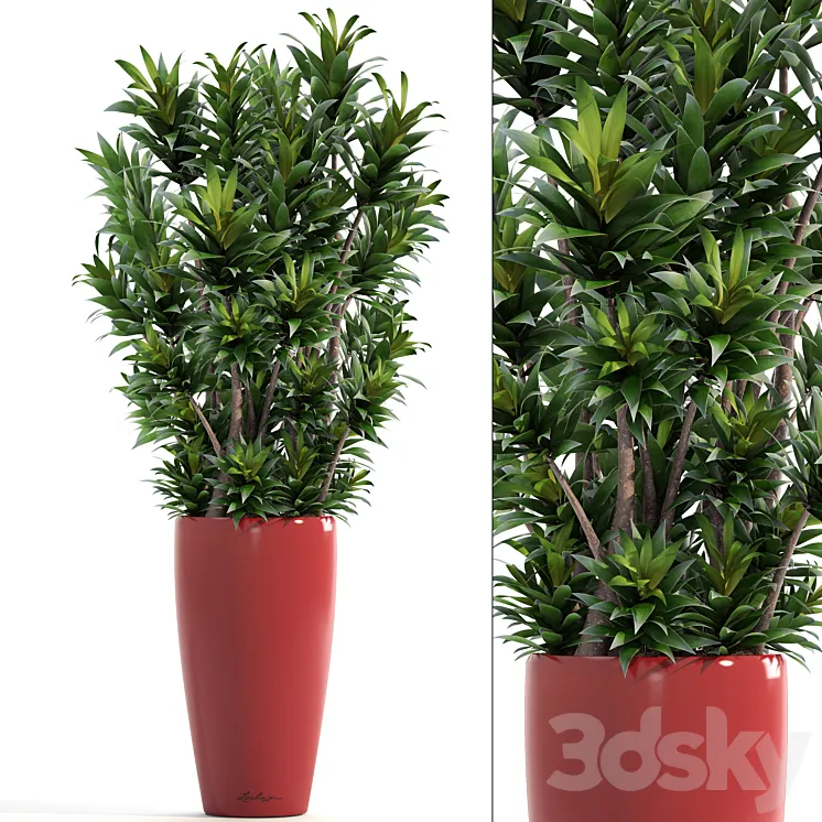Dracaena 5. Dracaena Reflexa flower pot bush flowerpot interior decorative 3DS Max