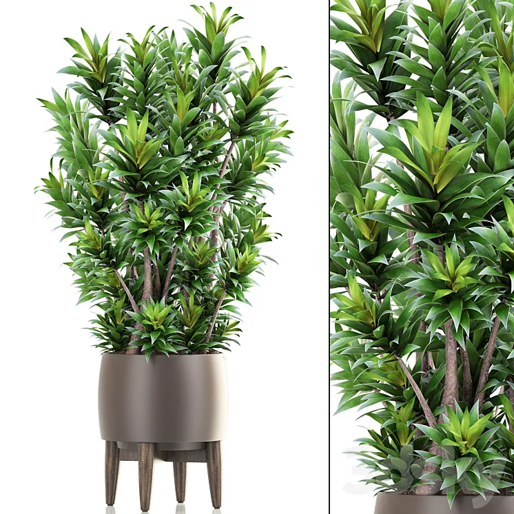 Dracaena 6. Dracaena pot flowerpot bush interior plant indoor 3DS Max