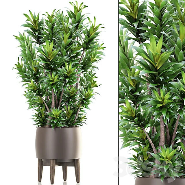 Dracaena 6. Dracaena. pot. flowerpot. bush. interior plant. indoor 3DSMax File