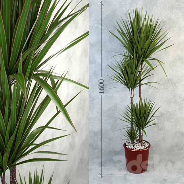 Dracaena Bicolor 3ds Max