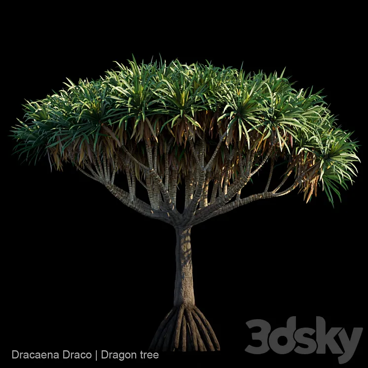 Dracaena Draco | Dragon tree 3DS Max